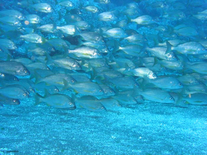 Madeira_UW_4571