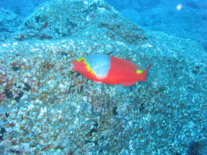 Madeira_UW_4575