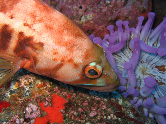 Madeira_UW_4621