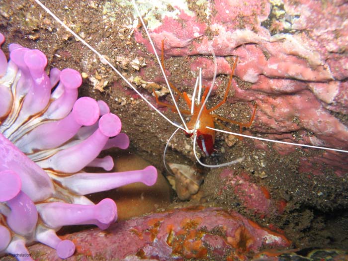 Madeira_UW_4624