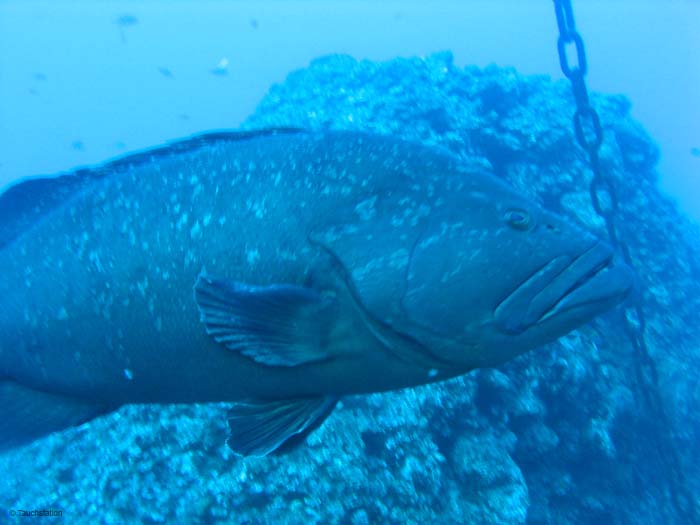 Madeira_UW_4839