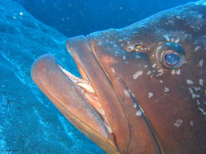 Madeira_UW_4849