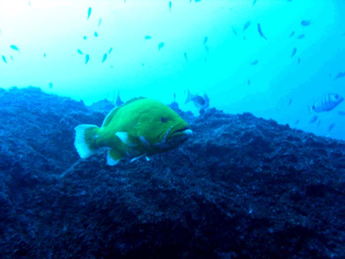 Madeira_UW_4942