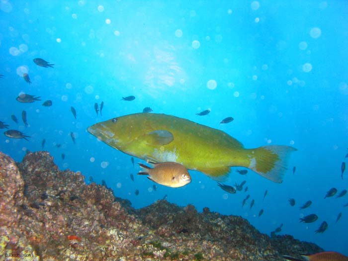 Madeira_UW_4943
