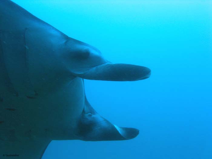 3_UW_Manta_5089