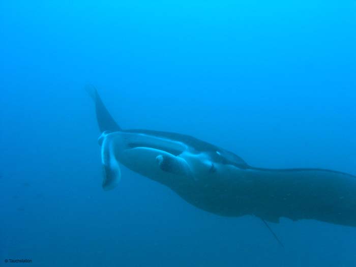 3_UW_Manta_5095