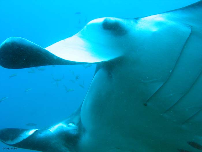 3_UW_Manta_5207