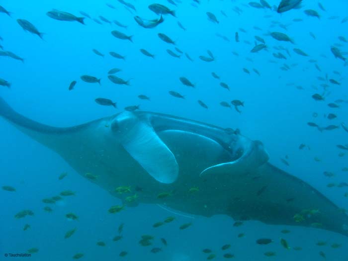 3_UW_Manta_5225