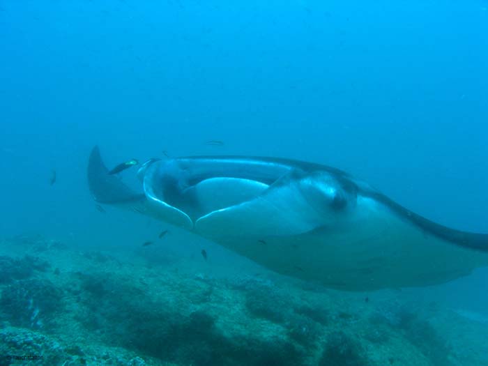 3_UW_Manta_5226