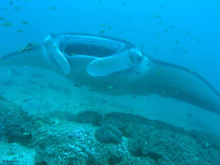3_UW_Manta_5234