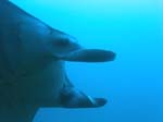 3_UW_Manta_5089