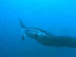 3_UW_Manta_5095