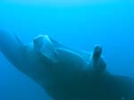 3_UW_Manta_5096