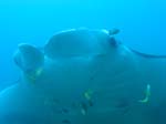 3_UW_Manta_5192