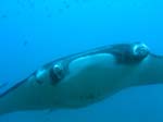 3_UW_Manta_5206