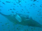 3_UW_Manta_5225