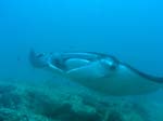 3_UW_Manta_5226
