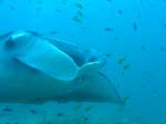 3_UW_Manta_5229