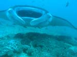 3_UW_Manta_5235