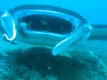 3_UW_Manta_5236