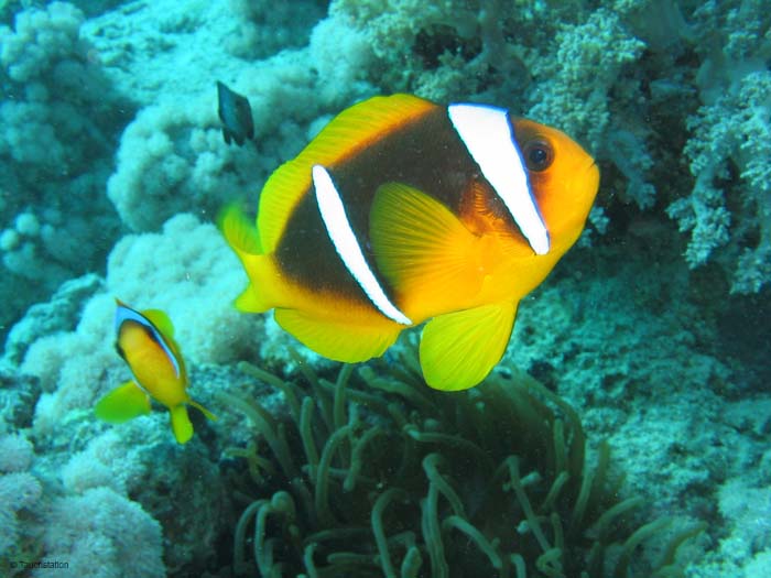 Nemo_2360