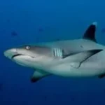 Cagayan-Safari-4-320×202-1