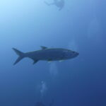 Curacao_2022_245_Superior Producer