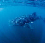 ticao-tauchen-walhaie-46-195×145