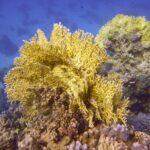 Unterwasserwelt-P1020483