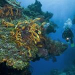 karibik_mexiko_cozumel_tauchen_89-495×400